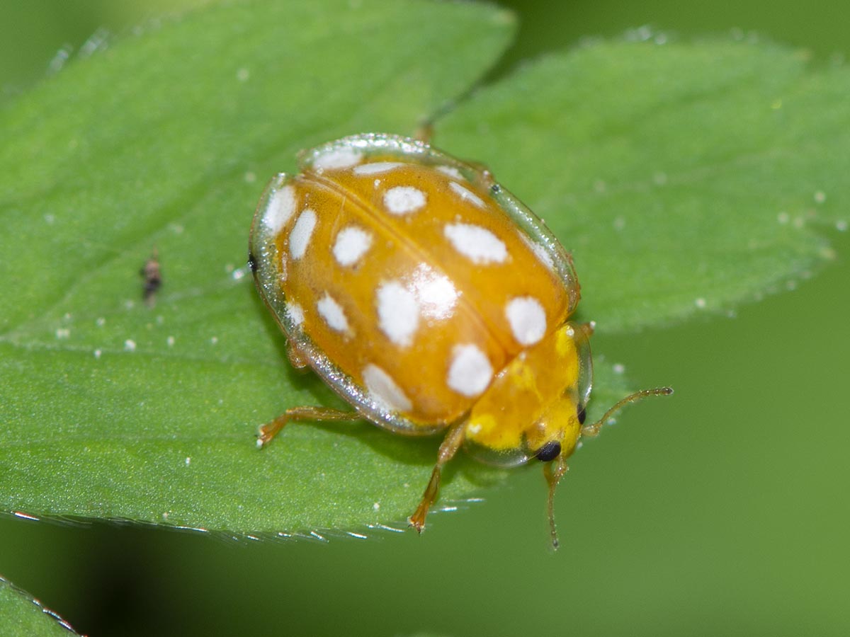 Halyzia sedecimguttata